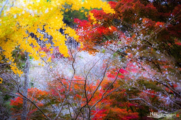 پاییز در ژاپن.سایت نوجوان ها (13)